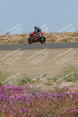 media/Mar-12-2023-SoCal Trackdays (Sun) [[d4c8249724]]/Turn 15 Inside Bloom (130pm)/